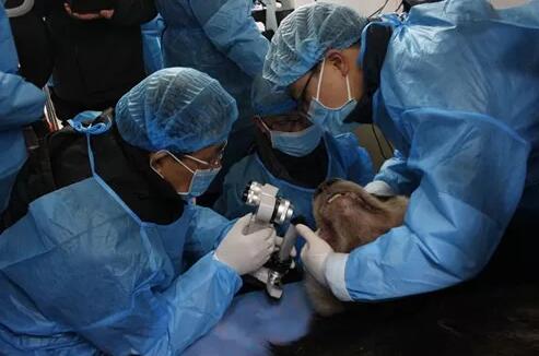 4月25日,应成都大熊猫繁育研究基地的邀请,成都新利体育业务院长、四川大学华西医院原眼科主任、博士生导师罗清礼教授,特地前往该基地为生病的大熊猫进行了会诊1.jpg 4月25日,应成都大熊猫繁育研究基地的邀请,成都新利体育业务院长、四川大学华西医院原眼科主任、博士生导师罗清礼教授,特地前往该基地为生病的大熊猫进行了会诊1.jpg