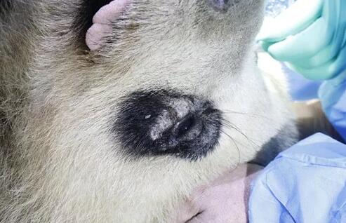 4月25日,应成都大熊猫繁育研究基地的邀请,成都新利体育业务院长、四川大学华西医院原眼科主任、博士生导师罗清礼教授,特地前往该基地为生病的大熊猫进行了会诊2.jpg 4月25日,应成都大熊猫繁育研究基地的邀请,成都新利体育业务院长、四川大学华西医院原眼科主任、博士生导师罗清礼教授,特地前往该基地为生病的大熊猫进行了会诊2.jpg