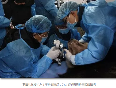 科技日报等数十家国内主流新闻媒体报道成都新利体育罗清礼教授为大熊猫看眼病2.png 科技日报等数十家国内主流新闻媒体报道成都新利体育罗清礼教授为大熊猫看眼病2.png