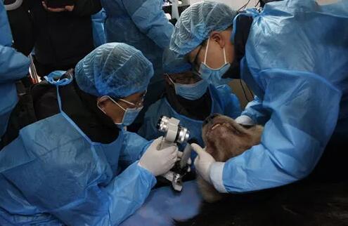 2018年即将结束，这一年，成都新利体育以规范的诊疗、高明的技艺、 的服务，赢得了广大患者朋友和社会各界的好评。在2018年，成都新利体育在发展的道路上有哪些大事记呢，让我们一起来回顾。4.jpg